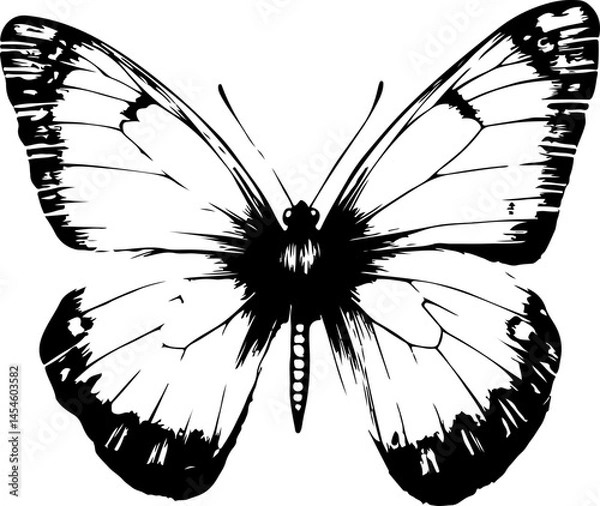 Obraz Black and White Illustration of a Butterfly with Detailed and Symmetrical Wing Patterns
