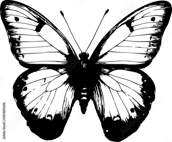 Obraz Black and White Illustration of a Butterfly with Detailed and Symmetrical Wing Patterns
