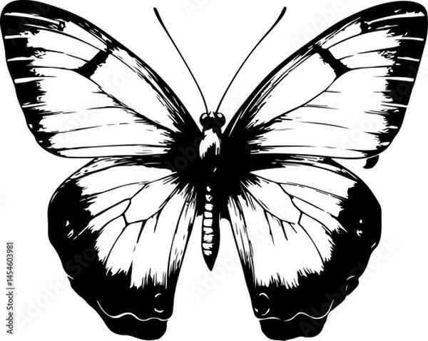Obraz Black and White Illustration of a Butterfly with Detailed and Symmetrical Wing Patterns
