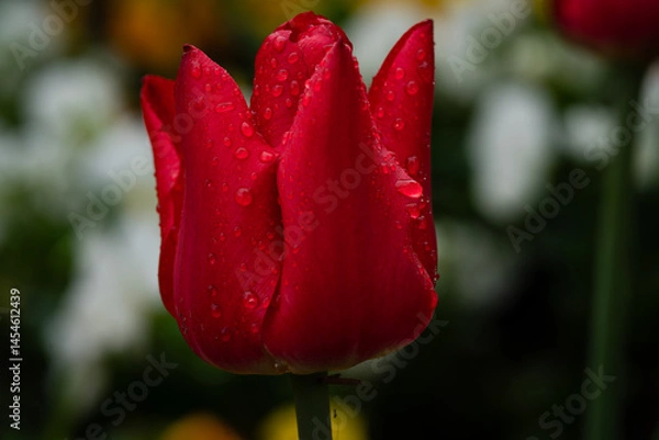 Fototapeta Red tulip in a bed. Close-up with raindrops.