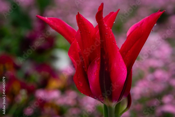 Fototapeta Red tulip in a bed of pink forget-me-nots. Close-up with raindrops.