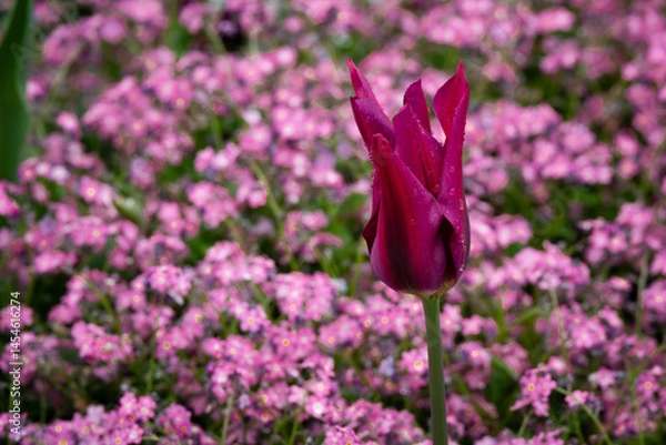 Fototapeta Red tulip in a bed of pink forget-me-nots. Close-up with raindrops.