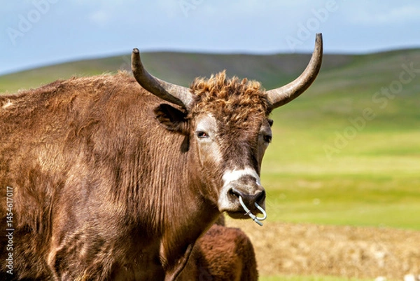 Fototapeta Yak animals in mongolia