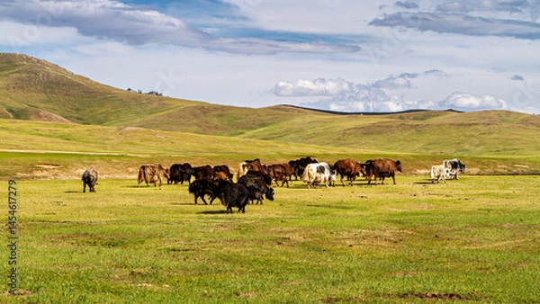 Fototapeta Yak animals in mongolia