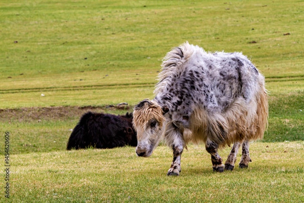 Fototapeta Yak animals in mongolia