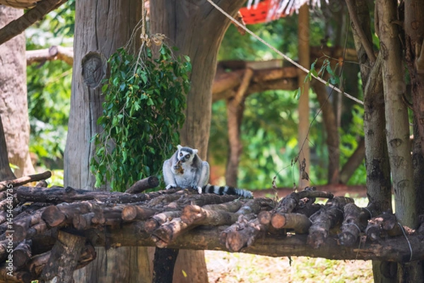 Fototapeta Ring-tailed lemur catta eat banana on wooden litter at zoo