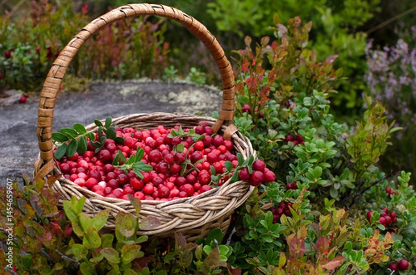 Obraz Wicker basket with cranberries in the woods. Close-up