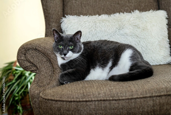 Obraz pretty grey and white adult cat with green eyes relaxing on chair