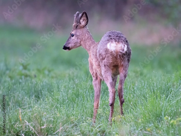 Fototapeta Young Roe Deer buck (capreolus capreolus) in the wet grass after rain