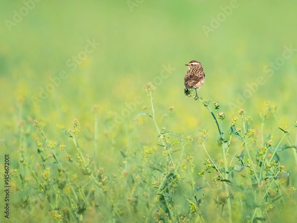 Fototapeta Beautiful whinchat (Saxicola rubetra)