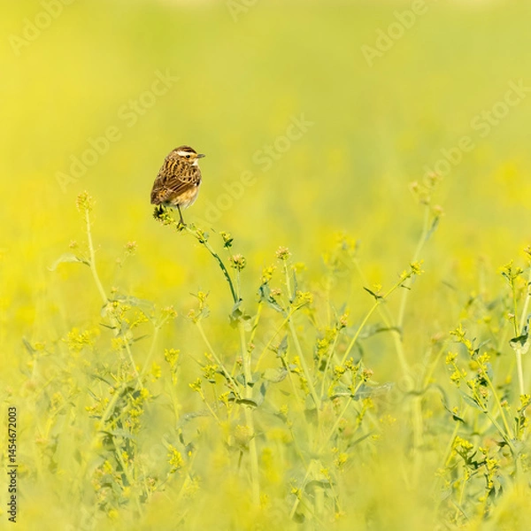 Fototapeta whinchat on rape seed