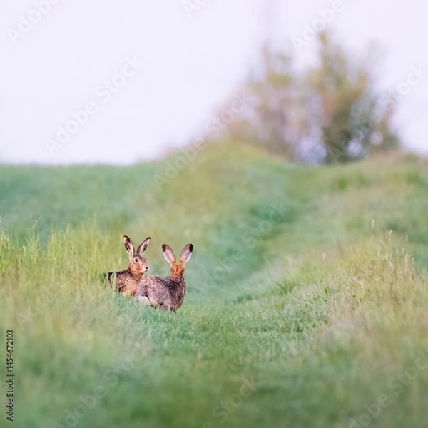 Fototapeta Two brown hares