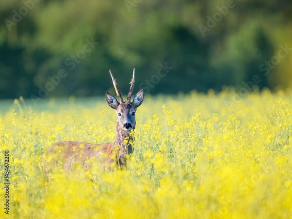 Fototapeta Roe deer buck standing on a flowery rape field with yellow flowers