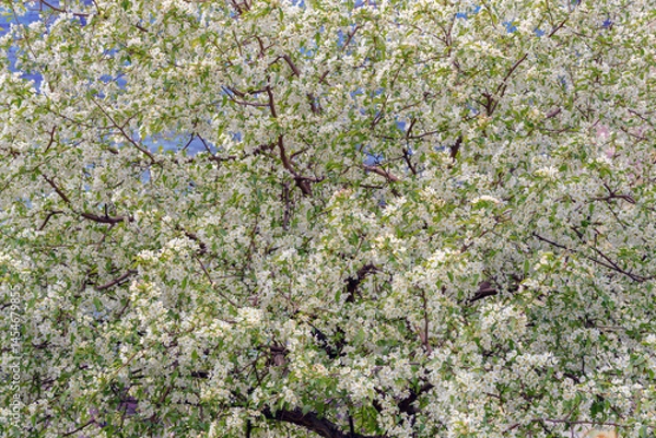Fototapeta Beautiful apple tree with white flowers. The branches are covered with flowers.