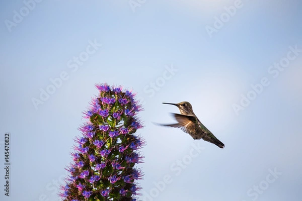 Obraz A Hummingbird