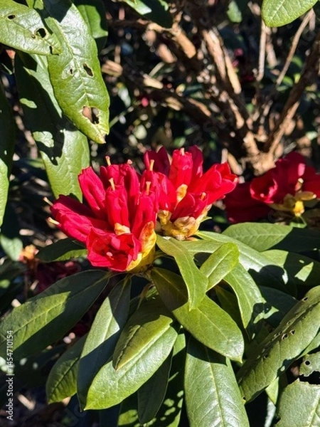 Obraz Red rhododendron buds and green foliage