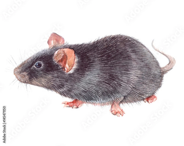 Obraz Watercolor single mouse animal isolated on a white background illustration.