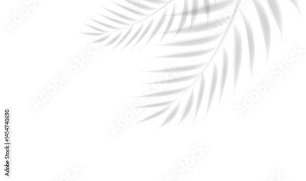 Fototapeta Palm Tree Branch And Isolated White Background