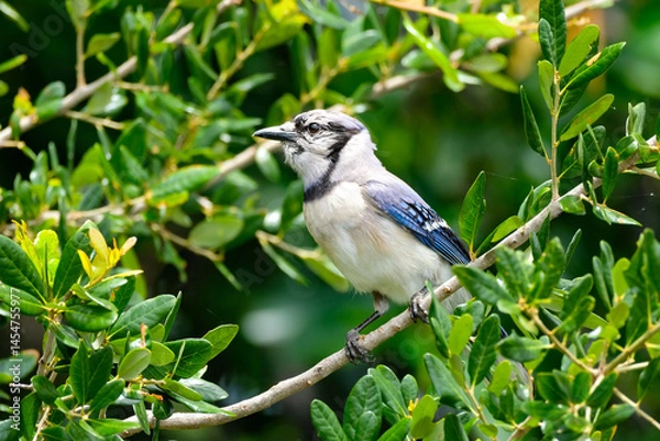 Obraz Blue jay sitting on a branch in a tree