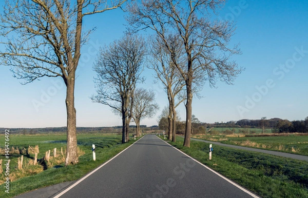 Obraz auf einer allee im frühling alleine unterwegs