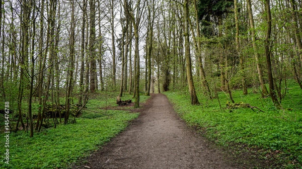 Obraz grüner waldboden an einem Waldweg im Frühling