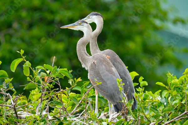Obraz Two great blue heron twins at the nest area