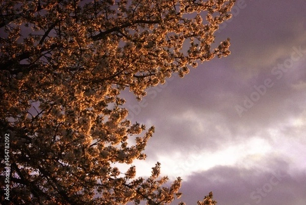 Fototapeta Cherry blossoms illuminated by evening light under cloudy sky