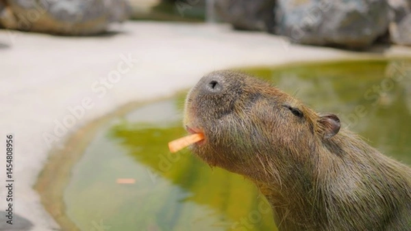 Obraz Child Feeding Capybara at Zoo with Carrot in Bright Daylight, Close-Up Interaction with Nature and Wildlife