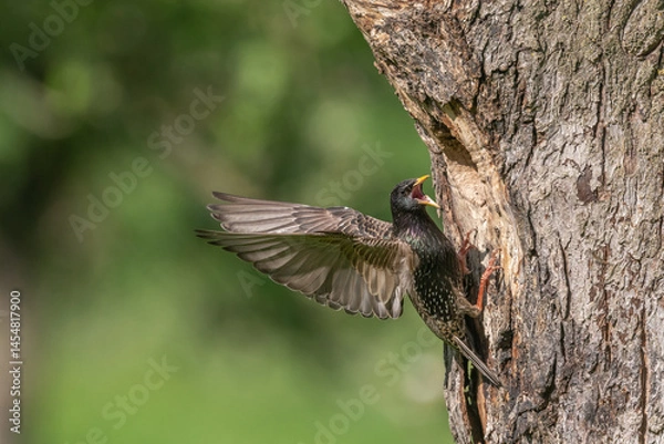 Fototapeta Common starling (Sturnus vulgaris) at the nest to feed its chicks.