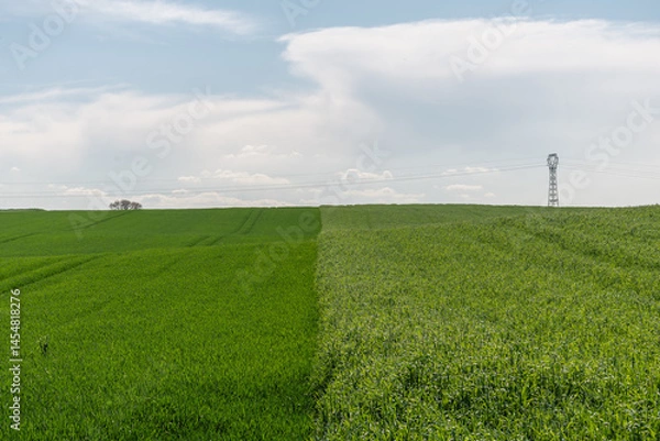 Fototapeta A field of green grass with a power line pole in the background