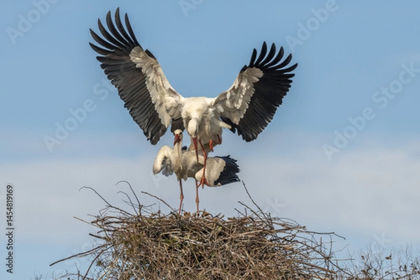 Fototapeta Two birds are standing on a nest, white stork (ciconia ciconia) breeding.