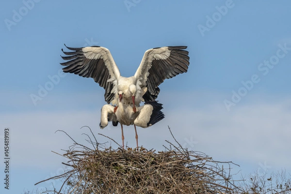 Fototapeta Two birds are standing on a nest, white stork (ciconia ciconia) breeding.