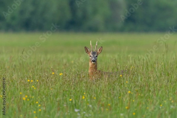 Fototapeta A graceful Roe deer stands in a sun-drenched field, its gaze direct and curious, capturing a peaceful wildlife moment.