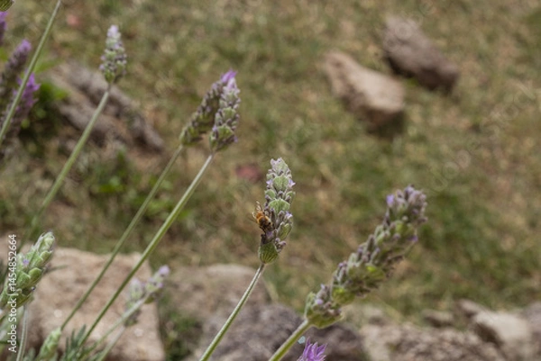 Obraz lavender flowers with a bee