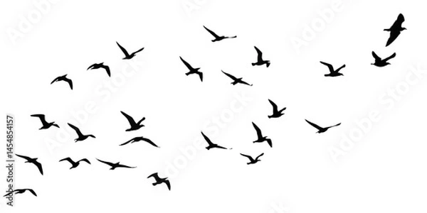 Obraz flying birds group transparent birds isolated on white background PNG