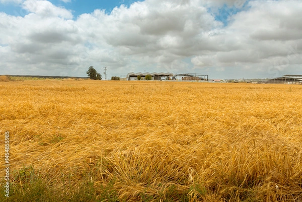 Fototapeta wheat field on the background of the sky with rain clouds