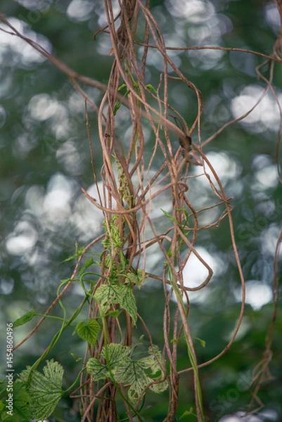 Obraz Wild Vines and Bokeh Forest