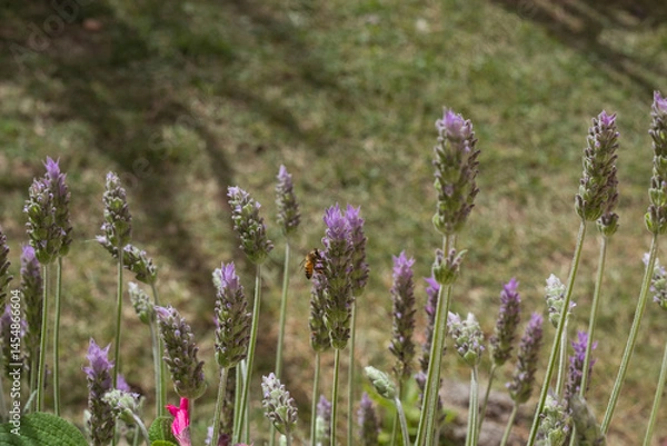 Fototapeta lavender flowers with a bee