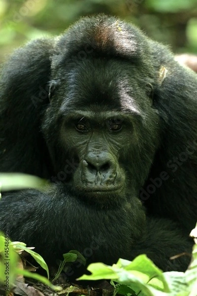 Obraz Silverback Gorilla Uganda