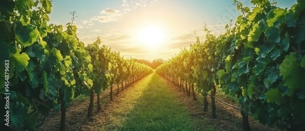 Fototapeta Vineyard presents rows of grape vines bathed in setting sun, promising bountiful harvest.