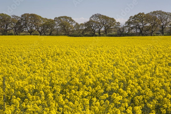 Fototapeta Wirral Rapeseed Field