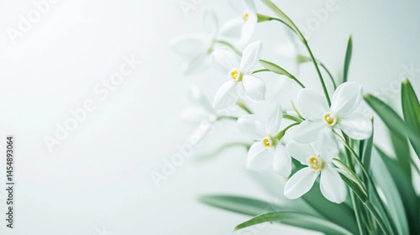 Obraz Close-Up Snowdrop Flower on White Background
