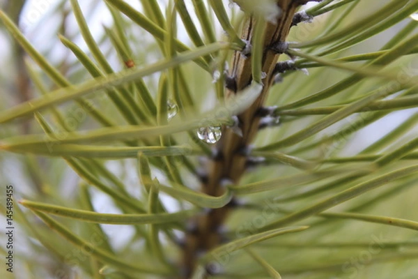 Fototapeta tree with green needles