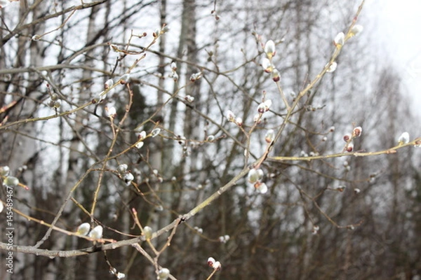 Fototapeta willow branches
