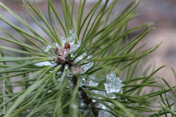 Fototapeta tree with green needles