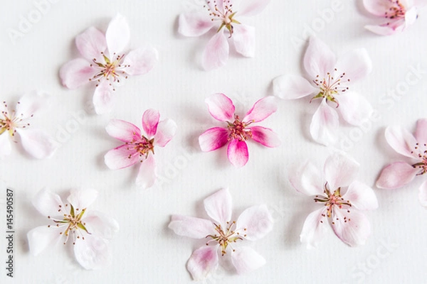Fototapeta top view on white background filling with sakura flowers. Concept of love. hi key spring pattern. Dof on sakura flower. top view. flat lay.