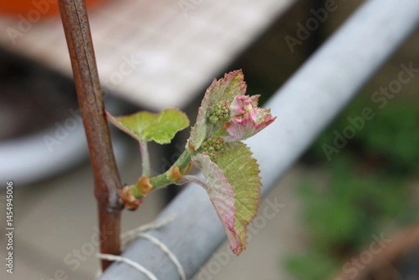 Fototapeta Young shoots of grape vine in spring