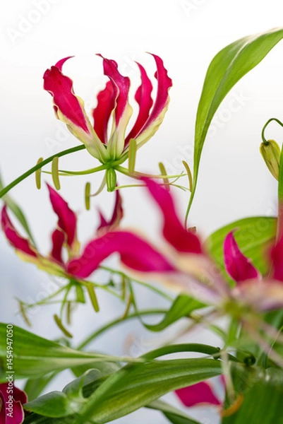 Fototapeta Close-up of Gloriosa Superba Flower Petals. Macro shot of a vibrant Gloriosa superba flower with curling red and yellow petals on a white background, emphasizing detail.

