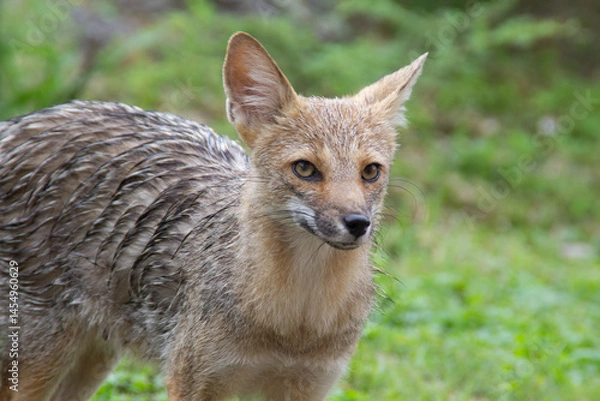 Obraz young fox walking on the backyard patio