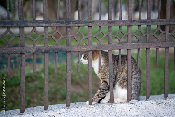 Obraz cat on the fence